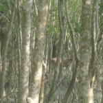 ক্যামেরায় ধারন করা হরিণের একমাত্র ছবি